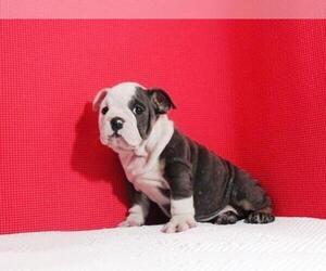 Bulldog Puppy for sale in GOLDEN ISLES, FL, USA