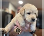 Small Photo #53 Labrador Retriever Puppy For Sale in HIGH POINT, NC, USA