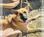 Small #1 German Shepherd Dog Mix