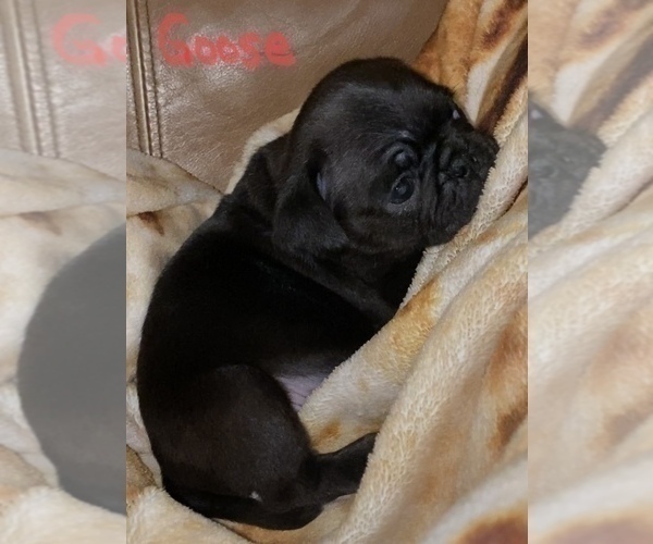 Medium Photo #3 Pug Puppy For Sale in YUKON, OK, USA
