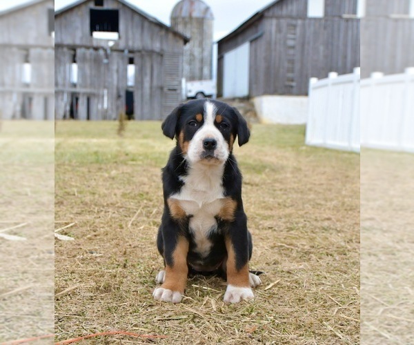 Medium Photo #4 Greater Swiss Mountain Dog Puppy For Sale in BELLEFONTE, PA, USA