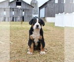 Small #3 Greater Swiss Mountain Dog