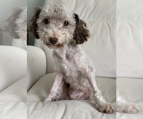 Medium Photo #1 Poodle (Miniature) Puppy For Sale in Holly Springs, NC, USA