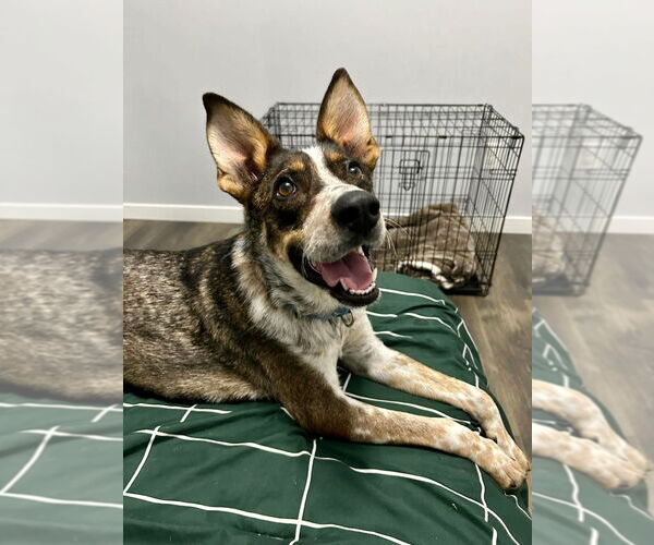 Medium Photo #4 Mutt Puppy For Sale in Minneapolis, MN, USA