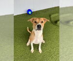 Small #2 American Pit Bull Terrier Mix