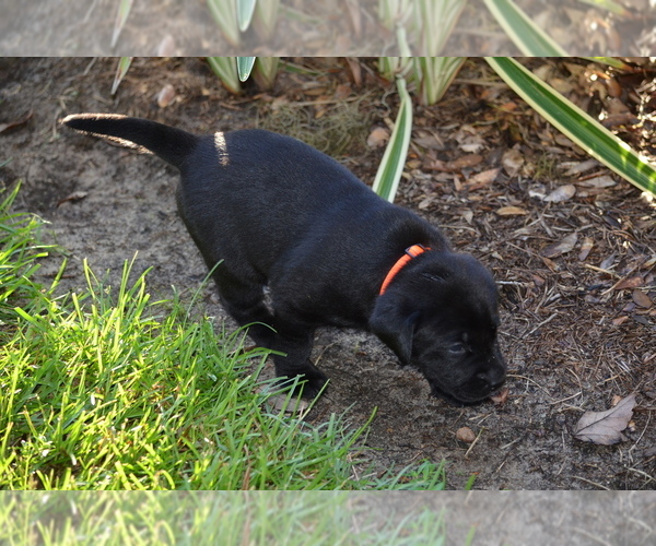 Medium Photo #15 Labrador Retriever Puppy For Sale in RICHMOND HILL, GA, USA