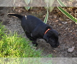 Small Photo #15 Labrador Retriever Puppy For Sale in RICHMOND HILL, GA, USA
