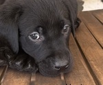 Small #2 Labrador Retriever