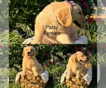 Puppy Puppy 4 Golden Retriever