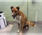 RED - Male German Shepherd Dog-Unknown Mix Dog for Adoption - Small photo