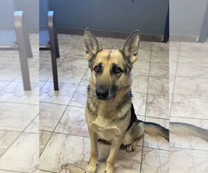 German Shepherd Dog Dogs for adoption in Leavenworth, KS, USA