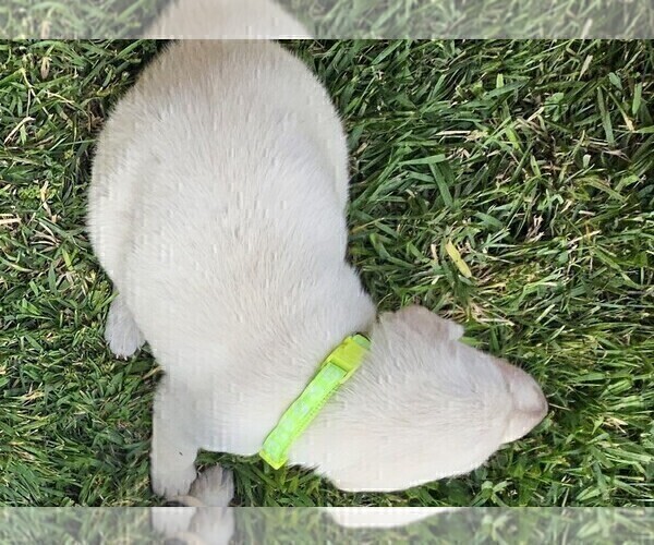 Medium Photo #6 Labrador Retriever Puppy For Sale in CEDAREDGE, CO, USA