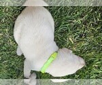 Small #5 Labrador Retriever