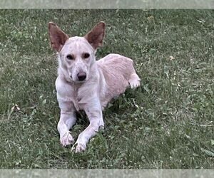Golden Retriever-Unknown Mix Dogs for adoption in Minneapolis, MN, USA