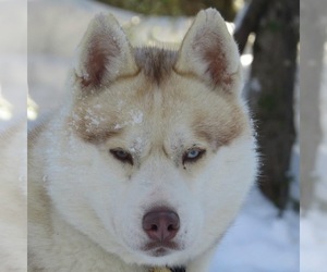Father of the Siberian Husky puppies born on 02/23/2024