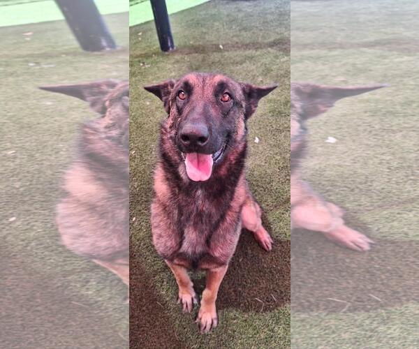 Medium Photo #7 German Shepherd Dog-Unknown Mix Puppy For Sale in Rockwall, TX, USA