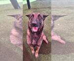 Small #6 German Shepherd Dog Mix