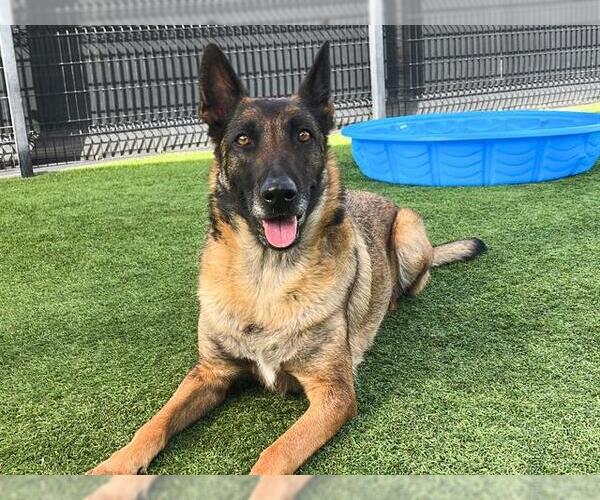 Medium Photo #1 Mutt Puppy For Sale in Orange, CA, USA