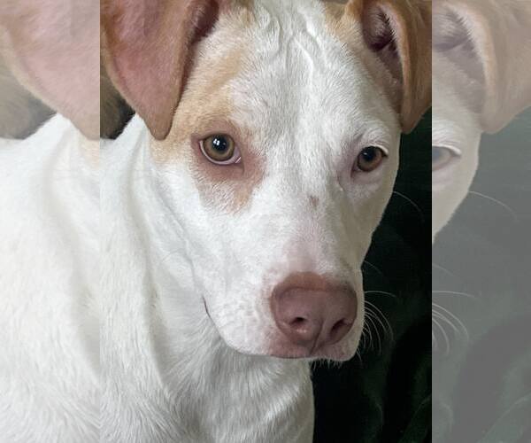 Medium Photo #2 American Pit Bull Terrier-Unknown Mix Puppy For Sale in Catasauqua, PA, USA