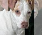 Small #1 American Pit Bull Terrier Mix