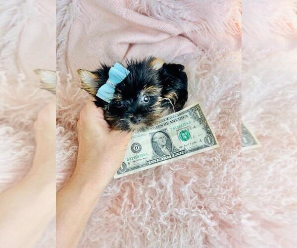 Medium Photo #5 Yorkshire Terrier Puppy For Sale in PEMBROKE PINES, FL, USA