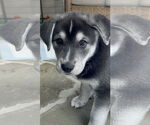 Small #1 Siberian Husky