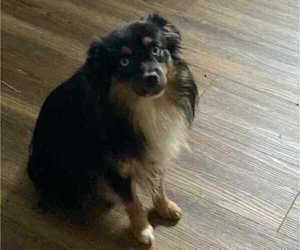 Medium Photo #1 Miniature Australian Shepherd Puppy For Sale in BROOKER, FL, USA