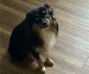 Father of the Miniature Australian Shepherd puppies born on 11/28/2025