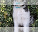 Small Photo #4 Pyredoodle Puppy For Sale in PAYETTE, ID, USA