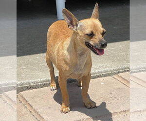 Billie - Female Chihuahua-Unknown Mix Dog for Adoption - Photo #3