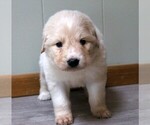 Small #2 Golden Pyrenees