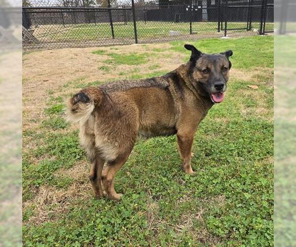 Medium Photo #2 Mutt Puppy For Sale in Houston, TX, USA