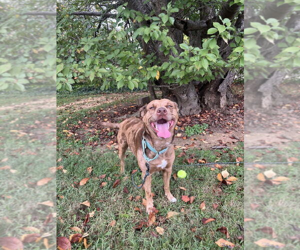 Medium Photo #9 Mutt Puppy For Sale in Candler, NC, USA