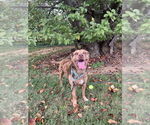 Small #8 Mutt