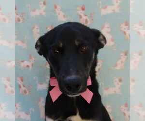 Colonial Cocker Spaniel-Labrador Retriever Mix Dogs for adoption in San Diego, CA, USA
