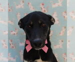 Small Colonial Cocker Spaniel-Labrador Retriever Mix