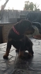 Small Photo #4 Rottweiler Puppy For Sale in RANCHO CORDOVA, CA, USA