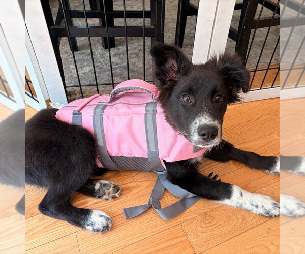 Medium Photo #3 Border Collie-Unknown Mix Puppy For Sale in Canton, CT, USA