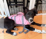 Small #2 Border Collie Mix