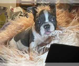 French Bulldog Puppy for sale in BOSTON, MA, USA