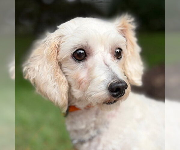 Medium Photo #3 Maltipoo (Miniature) Puppy For Sale in Arlington, VA, USA