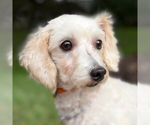 Barnaby - Male Maltipoo (Miniature) Dog for Adoption - Photo #3