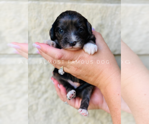 Medium Photo #5 Goldendoodle Puppy For Sale in SPRING BRANCH, TX, USA