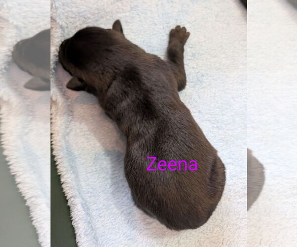 Medium Photo #2 Border Collie-Unknown Mix Puppy For Sale in Chinook, MT, USA