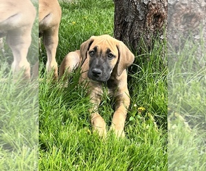 Great Dane Puppy for sale in MONTPELIER, ID, USA