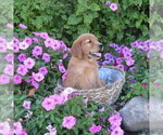 Puppy Susie Golden Retriever