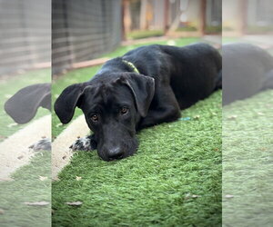 Labrenees Dogs for adoption in Milpitas, CA, USA