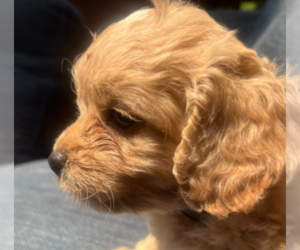 Cockalier-Poodle (Toy) Mix Litter for sale in BATTLE CREEK, MI, USA