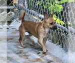 Small #1 Chihuahua Mix