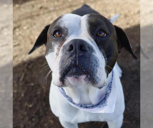 Medium Photo #1 Boxer-Unknown Mix Puppy For Sale in San Antonio, TX, USA